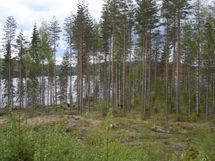 Jämsä, Iso-Liesi, Kuorevesi