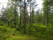 Sodankylä, Luosto Orresokka
