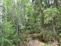 Yleiskuvia metsästä