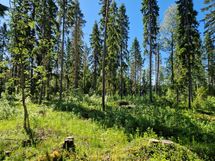 Sotkamo, Pieni-Kiimanen, Kaitainsalmi