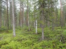 Pello, Miekojärvi, Karhumaan ranta-asemakaava