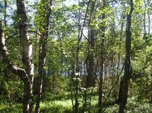 Sodankylä, Petkula