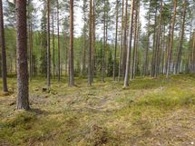 Rovaniemi-Venejärvi