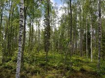 Sievi, Iso-Juurikkajärvi, Juurikkajärventie