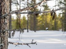 Kuusamossa on puhdas ilma