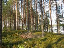 Lieksa, Hämeenjärvi, Hämeensuo