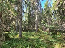 Yleiskuvia metsästä