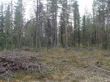 Savukoski, Pykäläinen-Kuttusoja, Kemijoki, Petolinnuntie