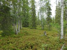 Sodankylä, Luosto