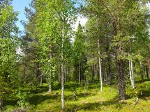 Sodankylä, Luosto Orresokka