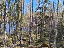 Valkjärven suuntaan