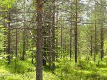 Sodankylä, Luosto Orresokka