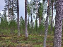 Kajaani, Laakajärvi, Metsäkukantie 