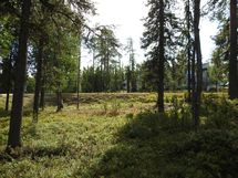 Sodankylä, Luosto