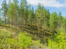 Savonlinna, Kiviapaja, Siikavesi