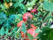 Myyjän omia kuvia pihalta eri vuoden aikoina