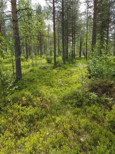 Tontti, 1 000 m², Sodankylä - Näkymä 2