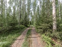metsäpalsta (metsämaata n. 2 ha ja 40 vuotta vanha istutuskoivikko)