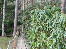 Alppiruusupuistoon kävelet 15 minuutissa