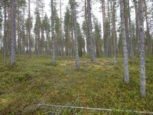 Rovaniemi-Venejärvi