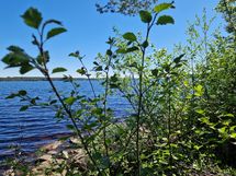 Sotkamo, Pieni-Kiimanen, Kaitainsami