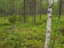 Sodankylä, Luosto Orresokka