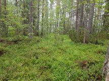 Kuhmo, Iivantiira, Saarensalmentie 