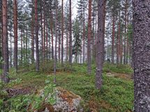 Kaavi, Rauvanlampi