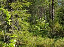 Sodankylä, Luosto Orresokka