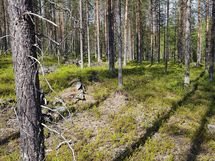 Kemijärvi, Pyhätunturi