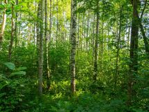 Hankasalmi Hiidenjärvi