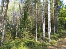 Leppävirta, Kuvansi, Herralanlahti