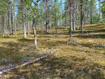 Sodankylä Kakslauttanen
