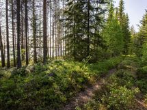 Puolanka, Pirttijärvi