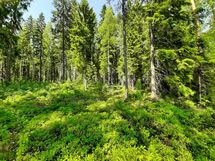 Leppävirta, Konnusvesi, Pirttikoski