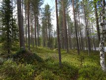 Rovaniemi-Venejärvi