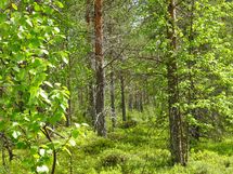 Sodankylä, Luosto Orresokka