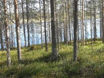 Metsä ja näkymä lammelle