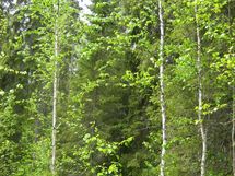 Pello, Miekojärvi, Karhumaan ranta-asemakaava