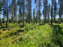 Sotkamo, Pieni-Kiimanen, Kaitainsalmi