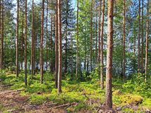 Heinävesi, Suuri Humalajärvi
