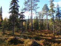 Sodankylä, Luosto