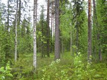 Pello, Miekojärvi, Karhumaan ranta-asemakaava