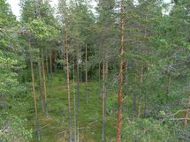 Saarijärvi, Iso-Renkanen