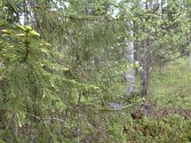 Pello, Miekojärvi, Karhumaan ranta-asemakaava