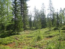 Kittilä, Lainiotie, Vesikkopalo-Lainiojoen ranta-asemakaava