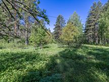 Vehreää tonttia