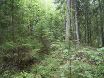 Sonkajärvi, Luomanen