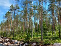 Kannus, Lehtoranta Niemeläntie
