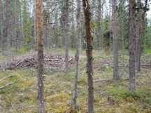 Savukoski, Pykäläinen-Kuttusoja, Kemijoki, Petolinnuntie